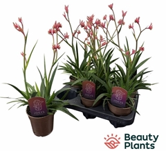 Anigozanthos 12P 40H