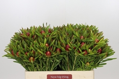 Leucad Ayoba Ch Pear 50L.cm
