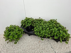 Callisia Repens 12P 15H