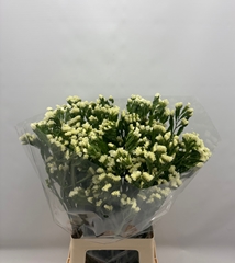 Limon S Starlight Wi 75L.cm 32gram 22bloei