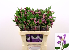 Clem Amazing Rome 60L.cm 23bloei