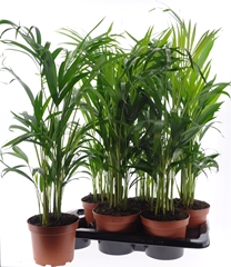 Chrysalidocarpus Lut 17P 70H 12stek