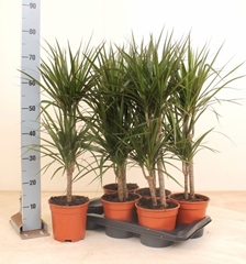 Dra Marg Marginata 17P 85H 2stek 3kop