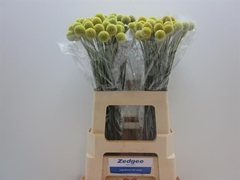 Craspedia 60L.cm