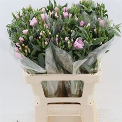 Clarkia Am Gr Ro Pi 60L.cm 23bloei