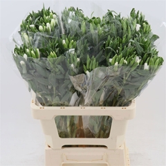 Clarkia Am Gr White 60L.cm 23bloei
