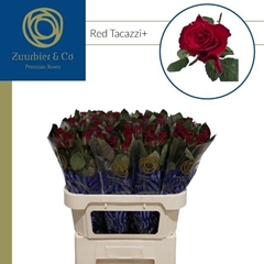 R Gr Red Tacazzi? 70L.cm 23bloei
