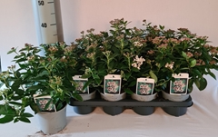 Viburnum Tinus 14P 45H 12bloei