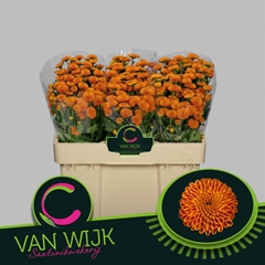 Chr S Pluto 50L.cm 600gram 13bloei