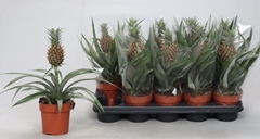 Ananas Rosita 12P 35H