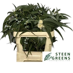 Eucalyptus Blad Bos 70L.cm 600gram