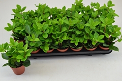 Pep Pereskiifolia 508P 18H