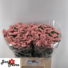 Lim S Peach Wings 60L.cm 22gram 34bloei