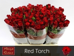 R Gr Red Torch 60L.cm 23bloei
