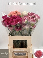 Di St Gem In Fust 60L.cm 24bloei