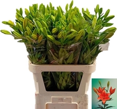 Li La Sunderland 80L.cm 21+knop 23bloei