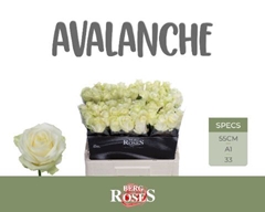 R Gr Avalanche 55L.cm 33bloei