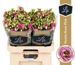 Eust G Rosita Rosepi 70L.cm 55+knop 23bloei