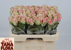R Gr Belle Rose 60L.cm 23bloei