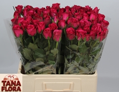 R Gr Grand Europe 60L.cm 23bloei