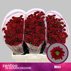Chr S Mexx 55L.cm 23bloei