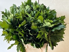 Querc Rubra 60L.cm
