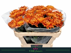 Chr G Astro 70L.cm 95gram 23bloei
