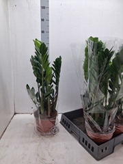 Zamioculcas Zamiifol 19P 65H 6TAK