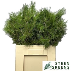Pinus Strobus 55L.cm