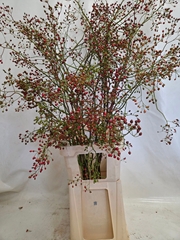 Rosa Corallo 120L.cm
