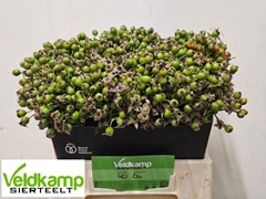 Rosa Mag Autum Glory 40L.cm