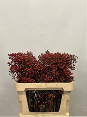 Rosa Sexy Hiphop 80L.cm