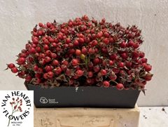 Rosa Mag Sunset 40L.cm