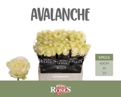 R Gr Avalanche 60L.cm 33bloei
