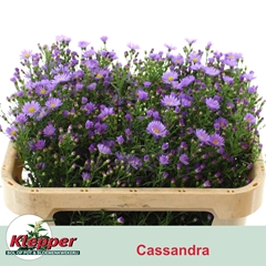 Ast Nb Cassandra 70L.cm 23gram 13bloei
