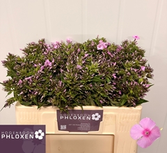 Phlox P Sweet Lexy 50L.cm 23bloei