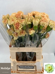 Di St Overig 60L.cm 23bloei