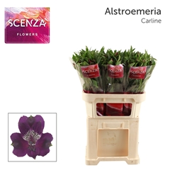 Alstr Carline 75L.cm 50gram 23bloei
