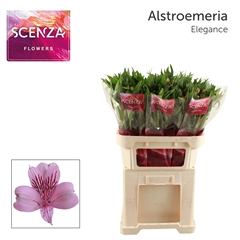 Alstr Elegance 75L.cm 45gram 23bloei