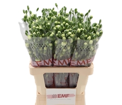 Di Tr Parsley? 65L.cm 13bloei