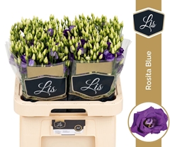 Eust G Rosita Blue 70L.cm 55+knop 23bloei