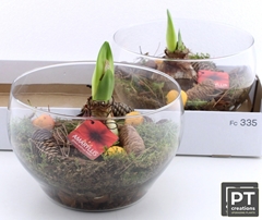 Arr Bol Knolgewas 25P 22cm 22bloei