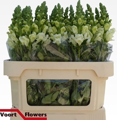 Antir Poto Ivory Wh 75L.cm 23bloei