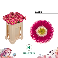 Ge Mi Cassis 50L.cm 99bloei