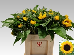 Helian An Sunrich Or 50L.cm 125Ø Cm 13bloei