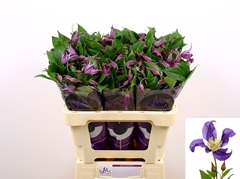 Clem Di Bl Pirouette 60L.cm 23bloei