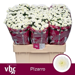 Chr San Pizarro 55L.cm 950gram 23bloei