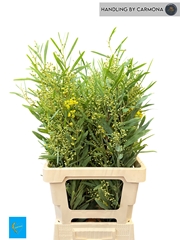 Acacia Bl Retino Bs 200gram 13bloei