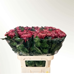 Chr G Regalm Rood 80L.cm 120gram 23bloei