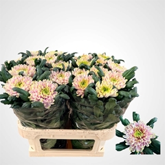 Chr G Ross Charlotte 75L.cm 90gram 23bloei